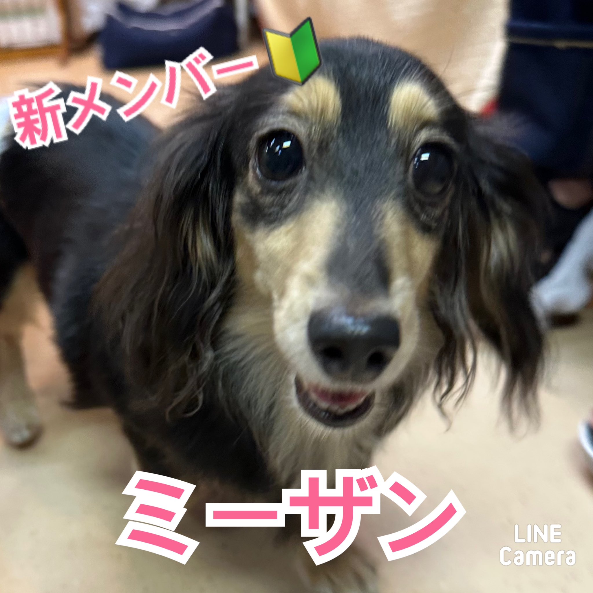 🐾新メンバー🔰ご紹介🐾2023,9,28【保護犬カフェ天神橋店】